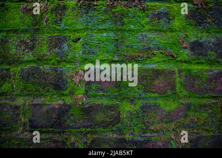 Green moss on the old brick wall has an abstract background texture Stock Photo