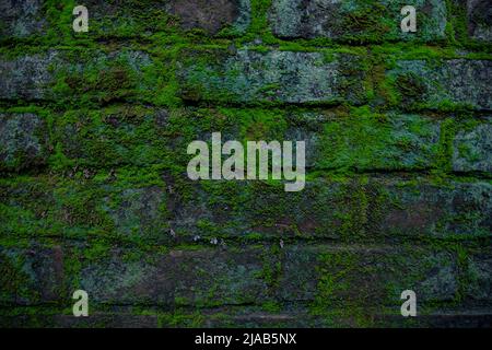 Green moss on the old brick wall has an abstract background texture Stock Photo