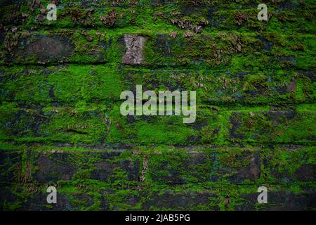 Green moss on the old brick wall has an abstract background texture Stock Photo