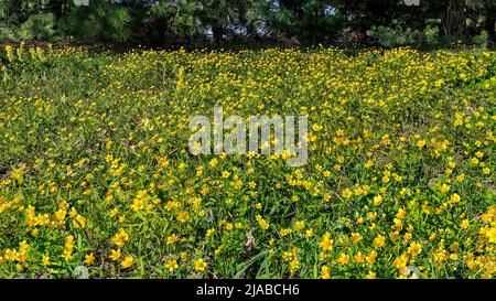 Yellow buttercups (Ranunculus) in a forest clearing - spring rural landscape. Many golden little wild flowers on sunny woods glade. Blossoming spring Stock Photo