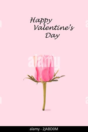 Pastel pink rose flower in bloom with green leaves on pink background. Minimal spring concept. Happy Valentine’s Day love card. Stock Photo