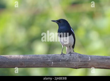 Oriental magpie robin (male) front view. Stock Photo