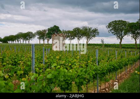 bad weather over the vineyard tower near Floersheim Stock Photo