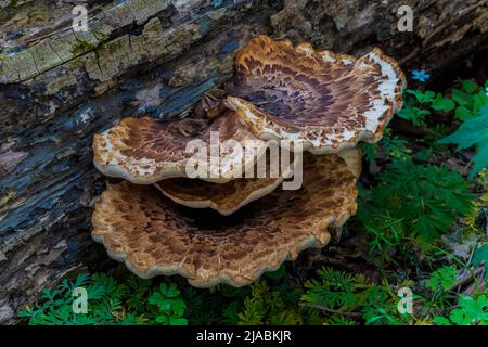 Pheasant's Back, Cerioporus squamosus, a fungus on a fallen log in Trillium Ravine Preserve, a Michigan Nature Association preserve, USA Stock Photo