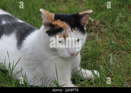Calico Cat laying in the grass relaxed Stock Photo
