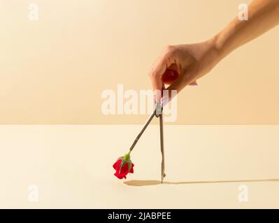 School geometric compass for drawing circle and red rose. Minimal concept art. Stock Photo