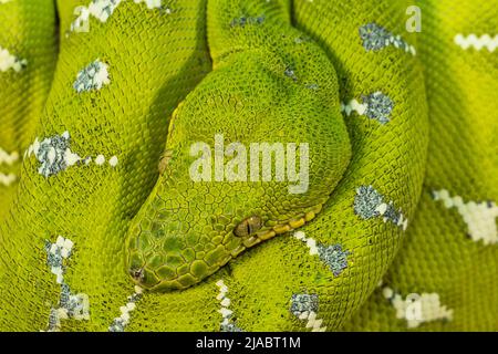 Corallus caninus - green snake coiled into a ball. Stock Photo