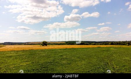 Aerial drone view flight over agricultural field of green plants on a sunny summer day. Plants leaves sway in strong wind. Meadow with green grass close-up. Natural background. Rural country landscape Stock Photo