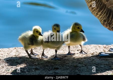 Canada goose with chicks standing on the shore of the lake Stock Photo