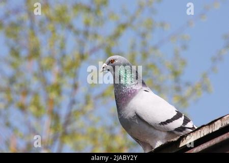 The pigeon sits on the edge of the roof. In the background is a tree and a blue sky. Stock Photo