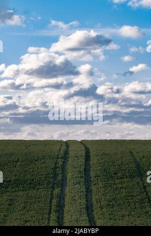 Tractor tire tracks on a freshly sown green field at sunset with blue skies Stock Photo