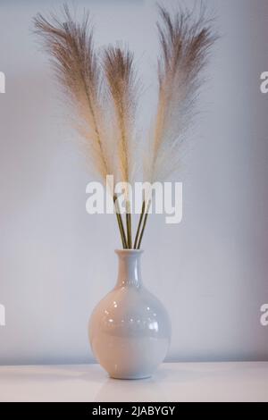 White vase dried flowers on white table with a white background Stock Photo