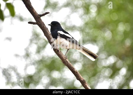 Oriental Magpie-Robin Copsychus saularis sitting on tree in JNU Campus Stock Photo