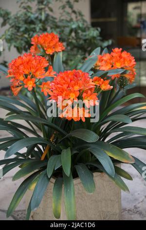 Beautiful clivia miniata or natal lily flowering in a big plant pot. Madrid, Spain
