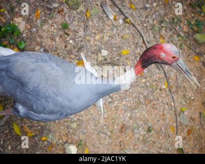 Sarus crane (Antigone antigone) is a large nonmigratory crane found in parts of the Indian subcontinent, Southeast Asia, and Australia roaming in park Stock Photo