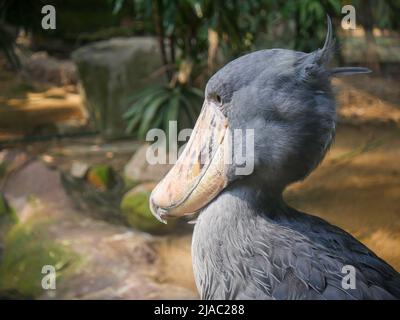 Shoebill (Balaeniceps rex) also known as whalehead, whale-headed stork, or shoebill stork, is a very large stork-like bird standing in park Stock Photo