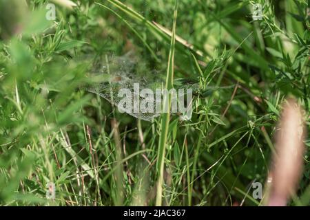 The cobweb between the grass in the meadow is covered with drops of water. Stock Photo