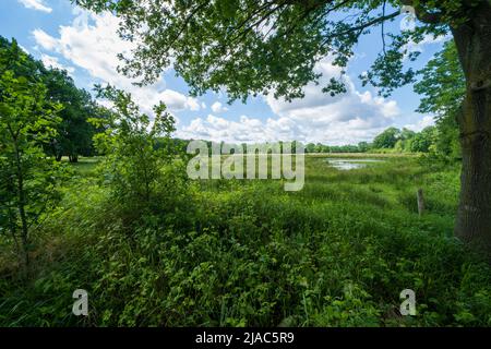 nature landscape of a pool in the forrest  in Weert near the Belgium border Stock Photo