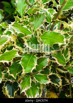 Spiky, white variegated foliage of the decorative holly shrub, Ilex  aquifolium 'Argenteomarginata' Stock Photo - Alamy
