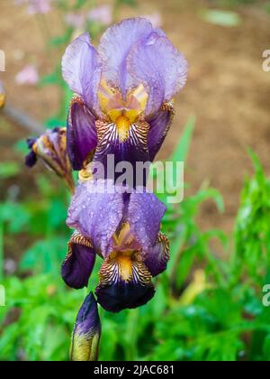 Twin flowers of the historic tall bearded iris, Iris 'Ambassadeur', Vilmorin 1920 Stock Photo