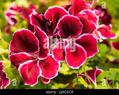 Flowers of the tender greenhouse or conservatory regal pelargonium, Pelargonium 'Black Prince' Stock Photo