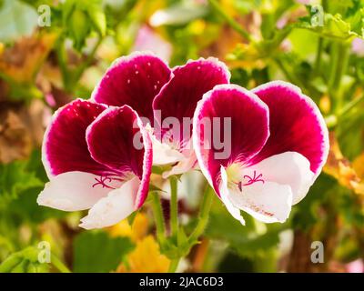 Flowers of the tender greenhouse or conservatory regal pelargonium, Pelargonium 'Gartendirektor Herman' Stock Photo