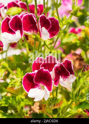 Flowers of the tender greenhouse or conservatory regal pelargonium, Pelargonium 'Gartendirektor Herman' Stock Photo