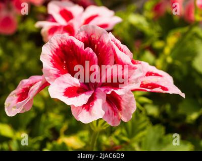 Flowers of the tender greenhouse or conservatory regal pelargonium, Pelargonium 'Peach' Stock Photo