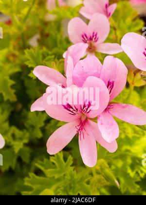 Flowers of the tender greenhouse or conservatory scented leaved geranium, Pelargonium 'Prince of Orange' Stock Photo