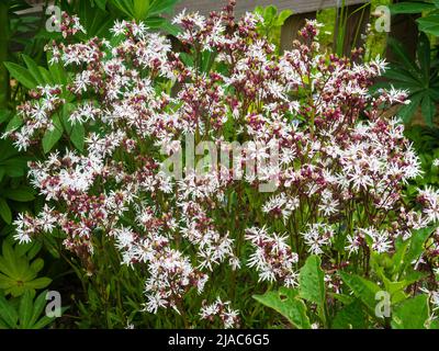 Massed early summer display of the UK wildflower and cottage garden perennial, Silene flos-cuculi 'White Robin', Stock Photo