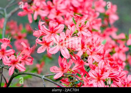 Bright pink and red Rhododendron kaempferi Planch blossoming flowers with green leaves in the garden in spring. Stock Photo