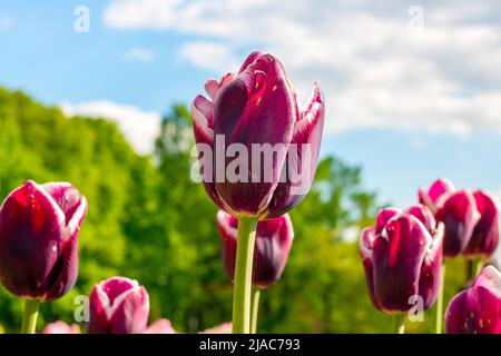 Dark purple blossoming tulip flowers on the field in spring against the blue sky. Stock Photo