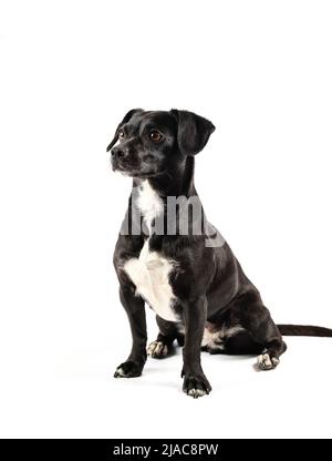 small black breedless dog, black mixed breed canine looking curious isolated white background Stock Photo