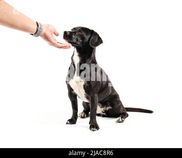 Small black dog, mixed breed canine looking up attentively love positive reinforcement, isolated white background Stock Photo