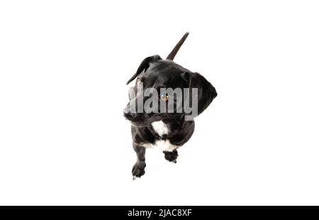 Small black dog portrait, mixed breed canine looking up with attention isolated white background Stock Photo