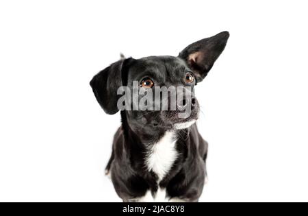 small black breedless dog portrait, mixed breed canine looking curious on isolated white background Stock Photo