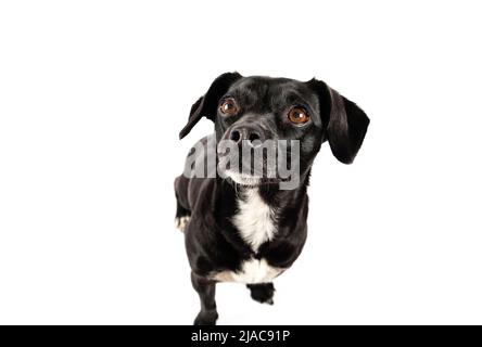 Small black dog without breed portrait, mixed breed canine looking up with attention isolated white background Stock Photo