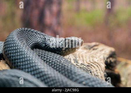 An Eastern Hognose Snake Stock Photo by ©Ondreicka1010 149617402