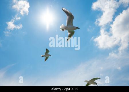 Soraing seagulls from low angle view. Sun and cloudy sky on the background. Freedom or quote concept photo.