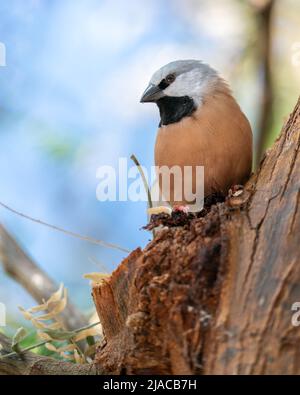 Black-throated Finch Stock Photo