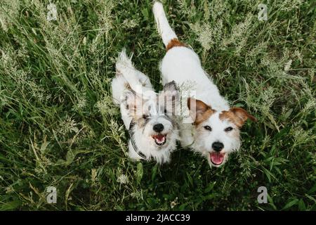 Portrait two jack russell dogs looking up on green grass on summer. High angle view Stock Photo