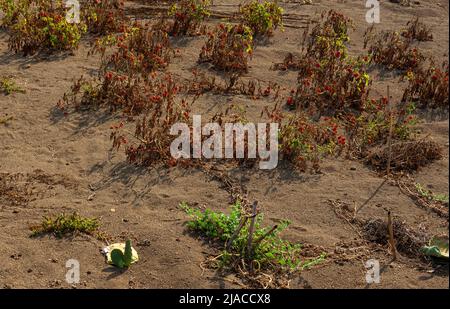 Growing tomatoes on a somewhat wild shrub in an unconventional garden, Linosa Sicily Stock Photo