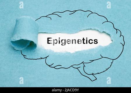 Word Epigenetics appearing behind ripped blue paper in drawn human brain. Developmental Psychology or Biology concept. Stock Photo