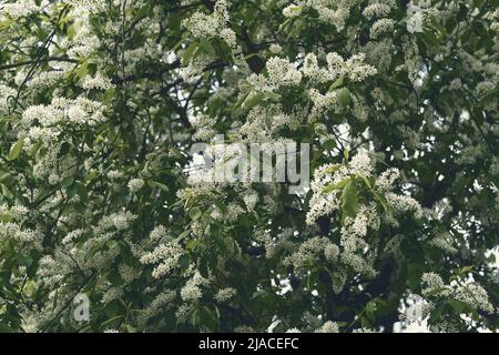 Toned photo of bird cherry tree in blossom. Flowering Prunus Avium Tree with White Little Blossoms. Stock Photo