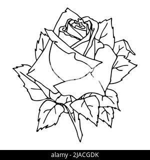 contour graphic drawing of a rose flower close-up on a white background, floral design, isolated element, art Stock Vector