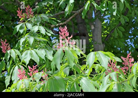 Flowering red Horse-Chestnut tree, Aesculus Carne Stock Photo