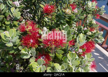 Metrosideros excelsa, pohutukawa or New Zealand Christmas tree or iron tree plant with red flowers consisting of a mass of stamens Stock Photo