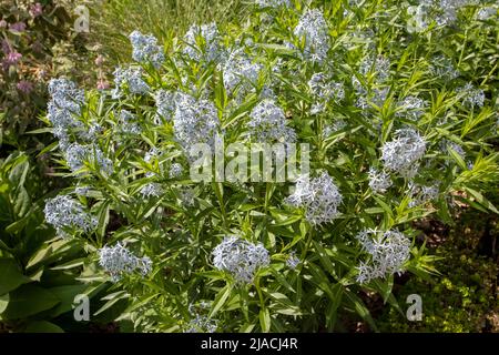 Amsonia tabernaemontana or Blue star or Eastern bluestar plant with pale blue star-shaped flowers Stock Photo