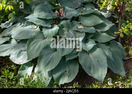 Hosta or funkia or plantain lily or giboshi foliage ornamental plant in the shady garden Stock Photo