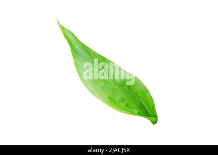 Ginger or ginger root or zingiber officinale plant fresh leaf isolated on white Stock Photo
